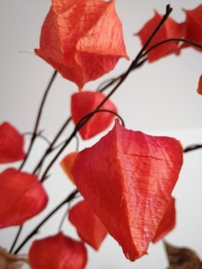  ROSA DAMASCENA ALGAE MASK - MASKA ALGOWA RÓŻA DAMASCEŃSKA (1000 ml/252 g)  Charmine Rose 